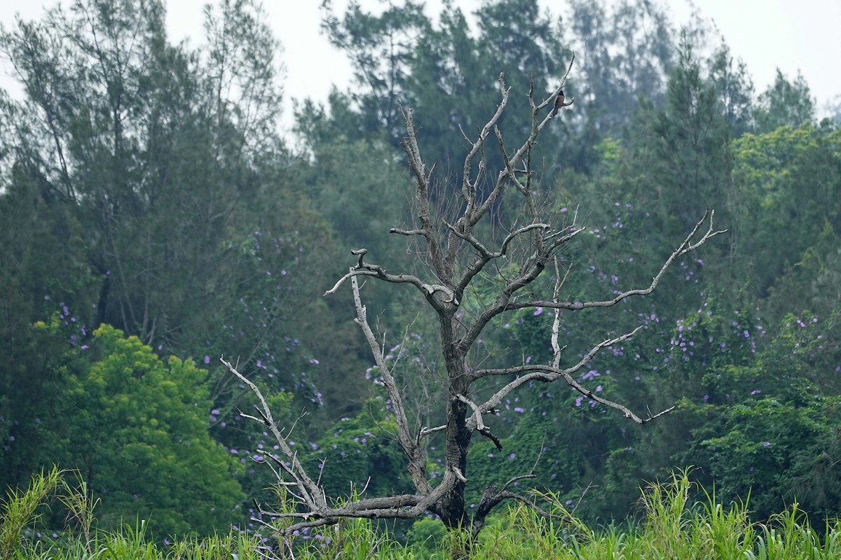 Lesser Coucal - ML636286048