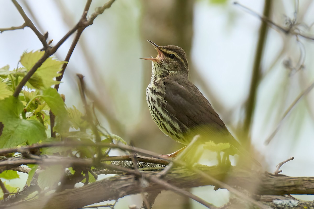 Northern Waterthrush - ML636286056