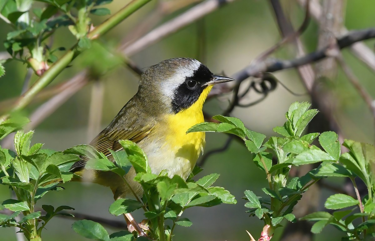 Common Yellowthroat - ML636286077