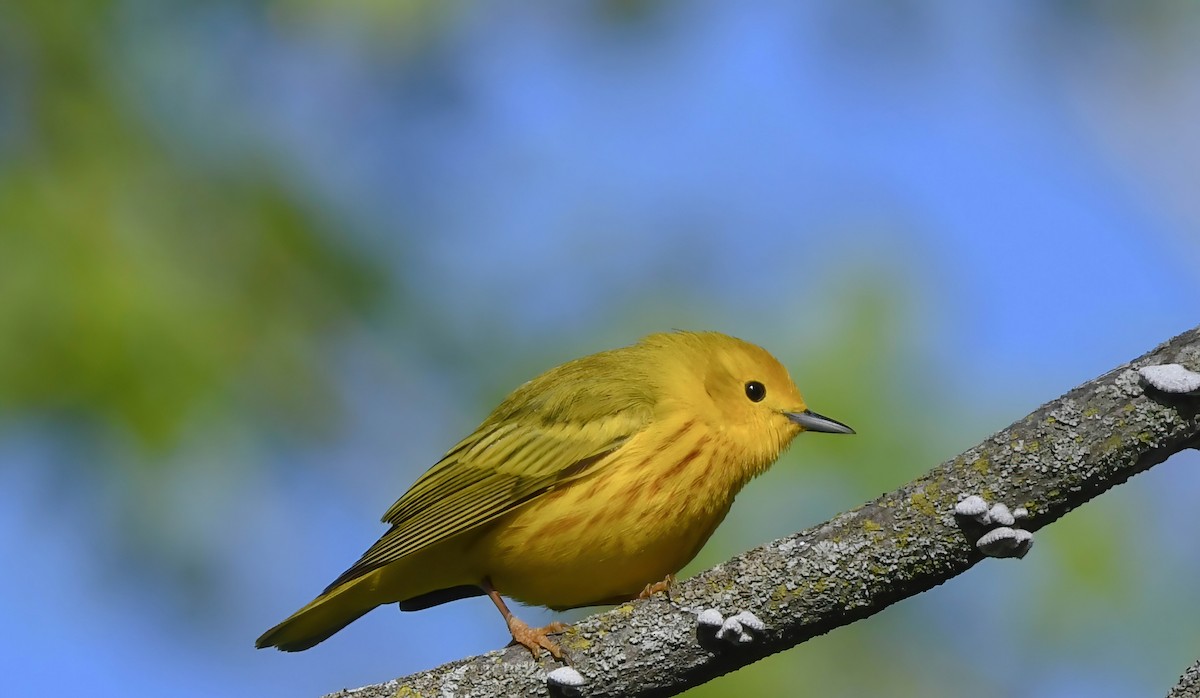 Yellow Warbler - ML636286098