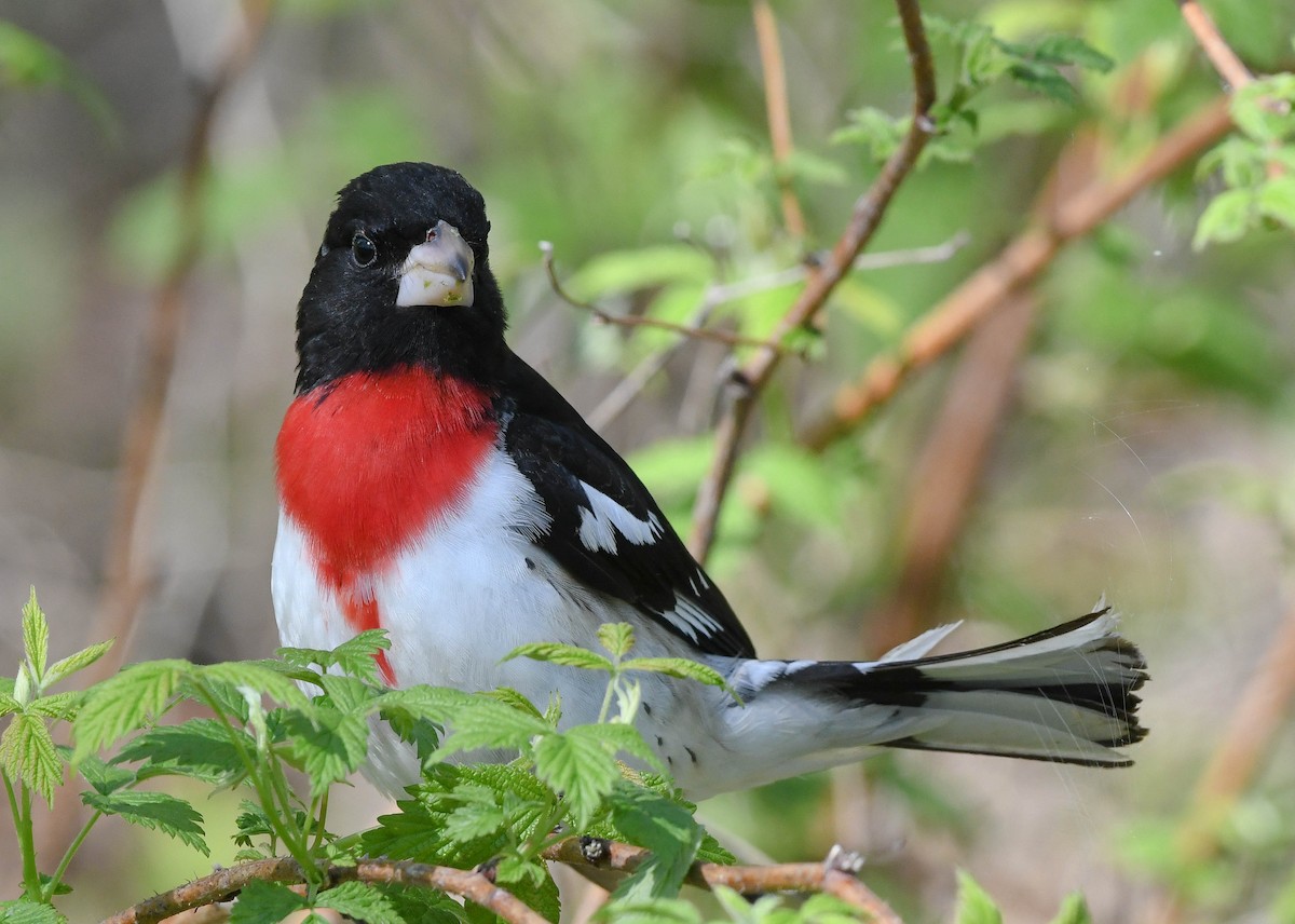 Rose-breasted Grosbeak - ML636286123