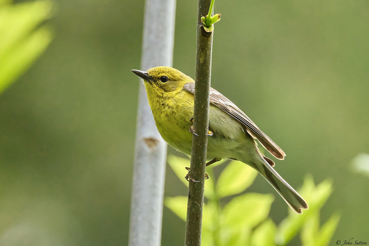 Pine Warbler - ML636286124