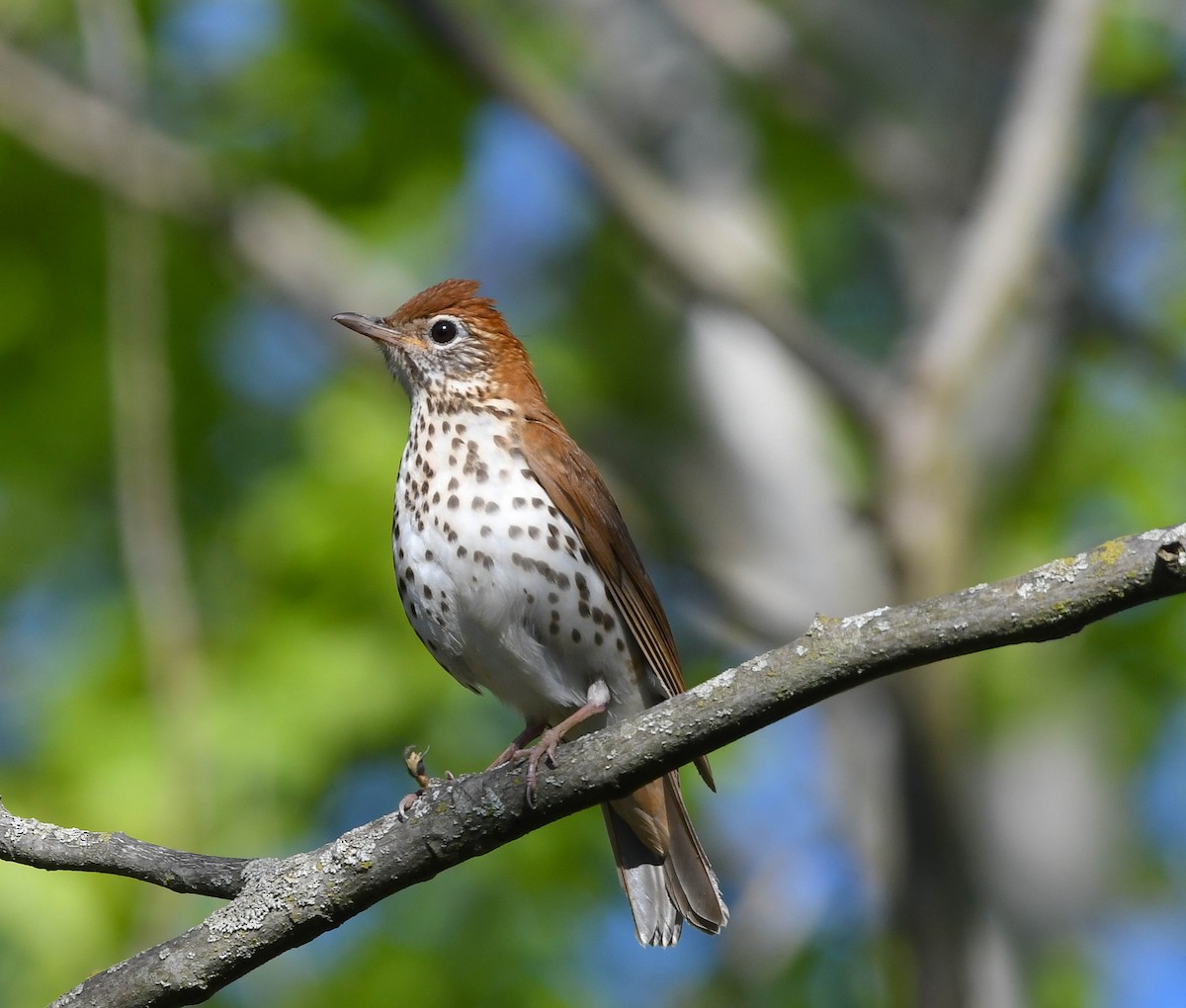 Wood Thrush - ML636286155