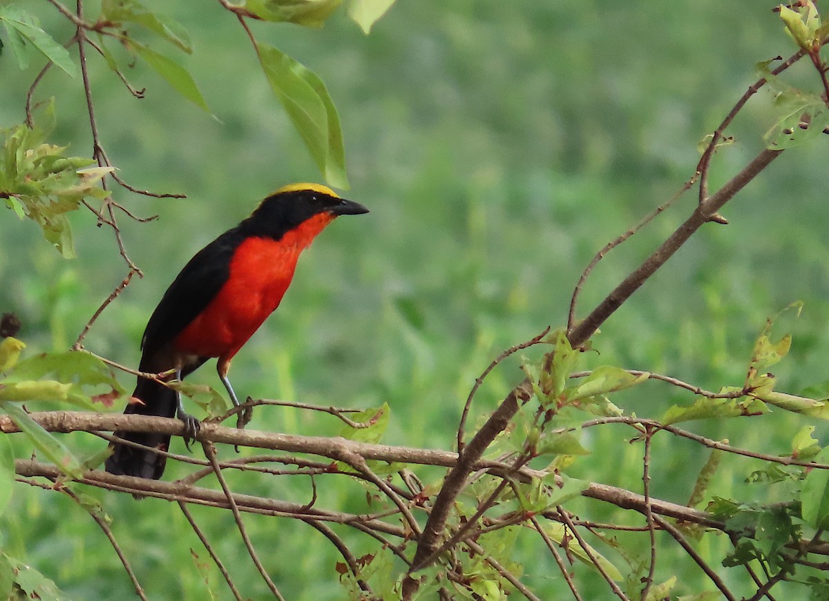 Yellow-crowned Gonolek - ML636286168