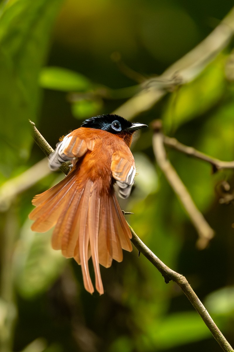 Malagasy Paradise-Flycatcher - ML636286172