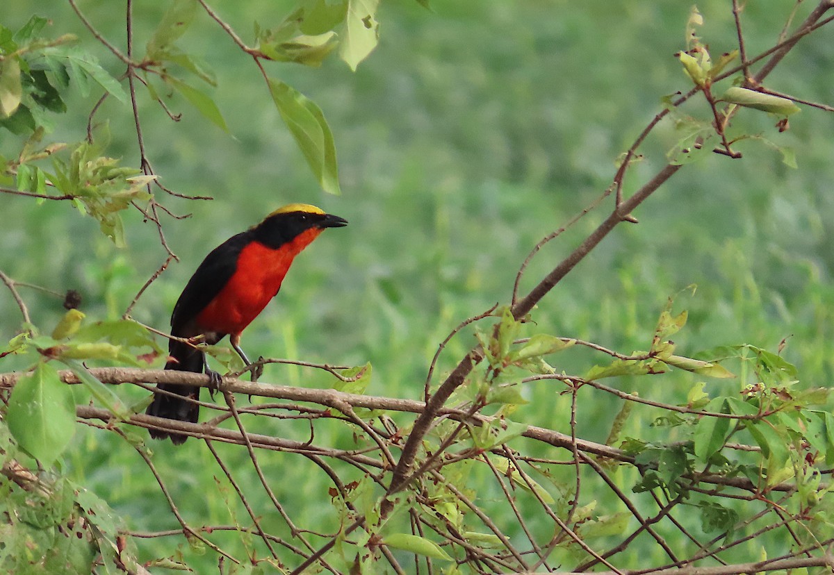 Yellow-crowned Gonolek - ML636286177