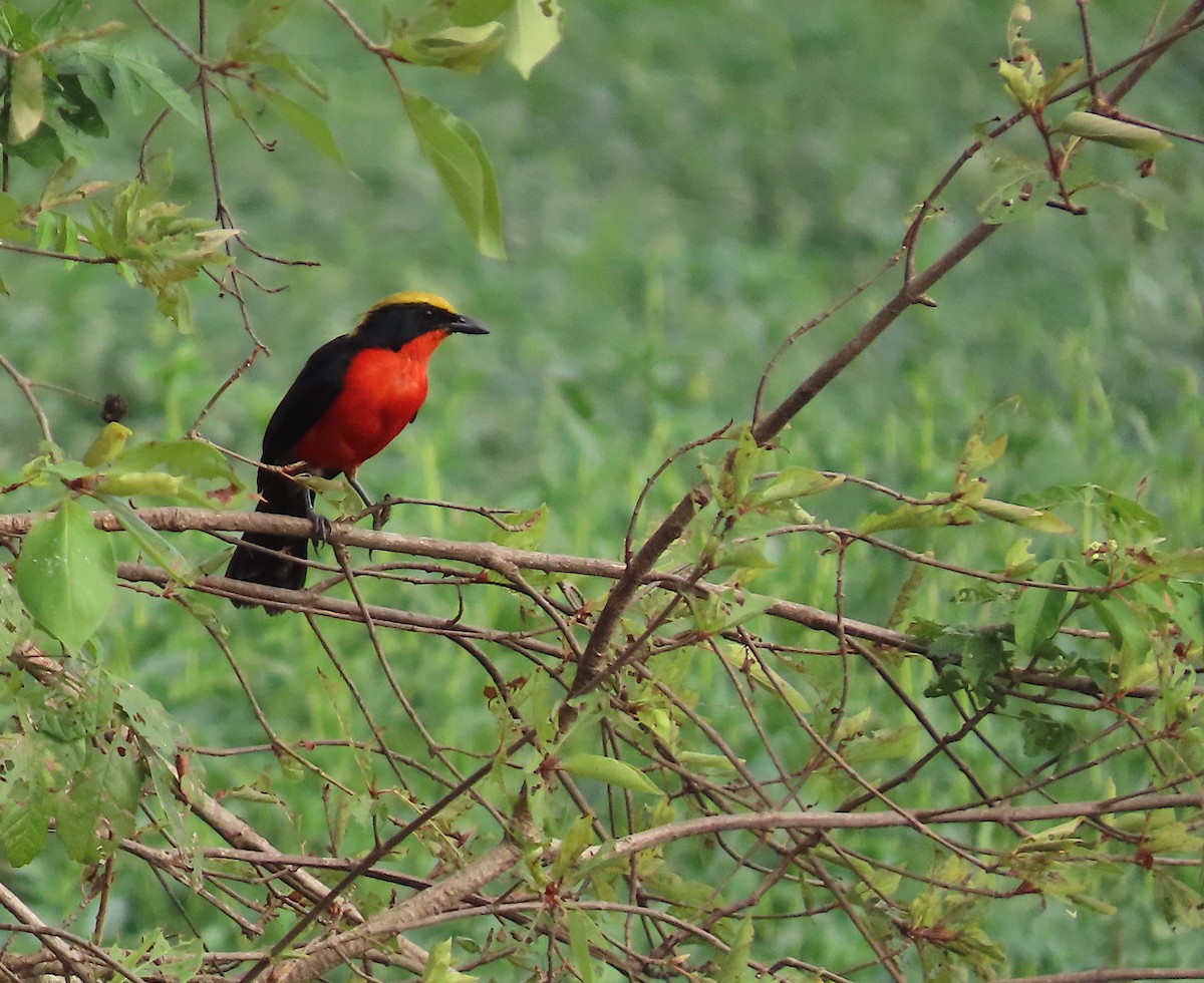Yellow-crowned Gonolek - ML636286183