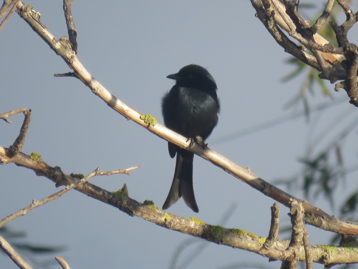 Fork-tailed Drongo (adsimilis Group) - ML636286208