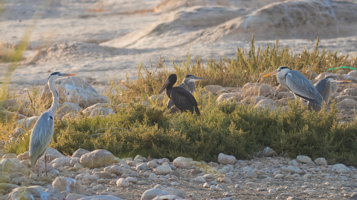 African Openbill - ML636286218