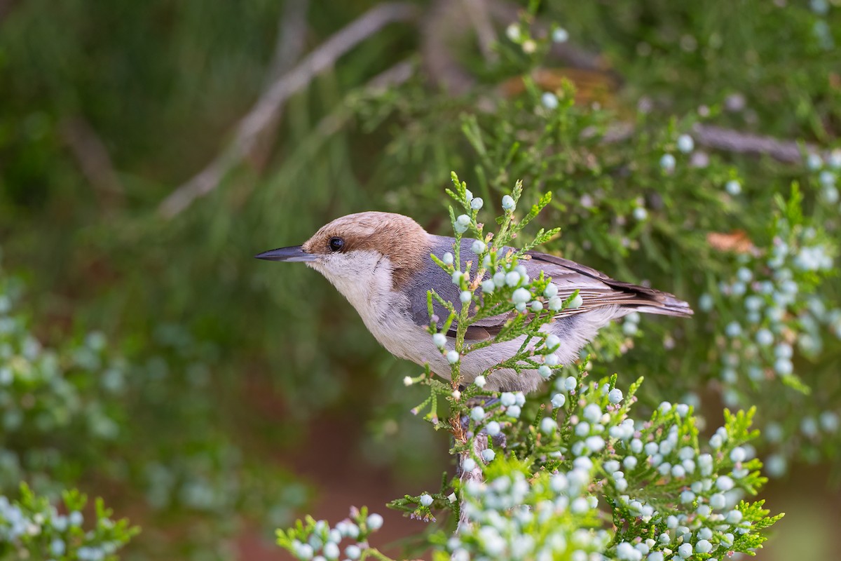 Brown-headed Nuthatch - ML636286286