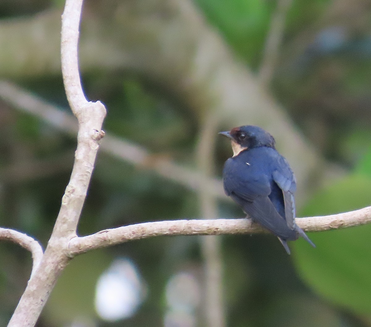 Ethiopian Swallow - ML636286303