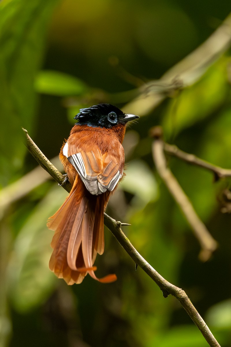 Malagasy Paradise-Flycatcher - ML636286320