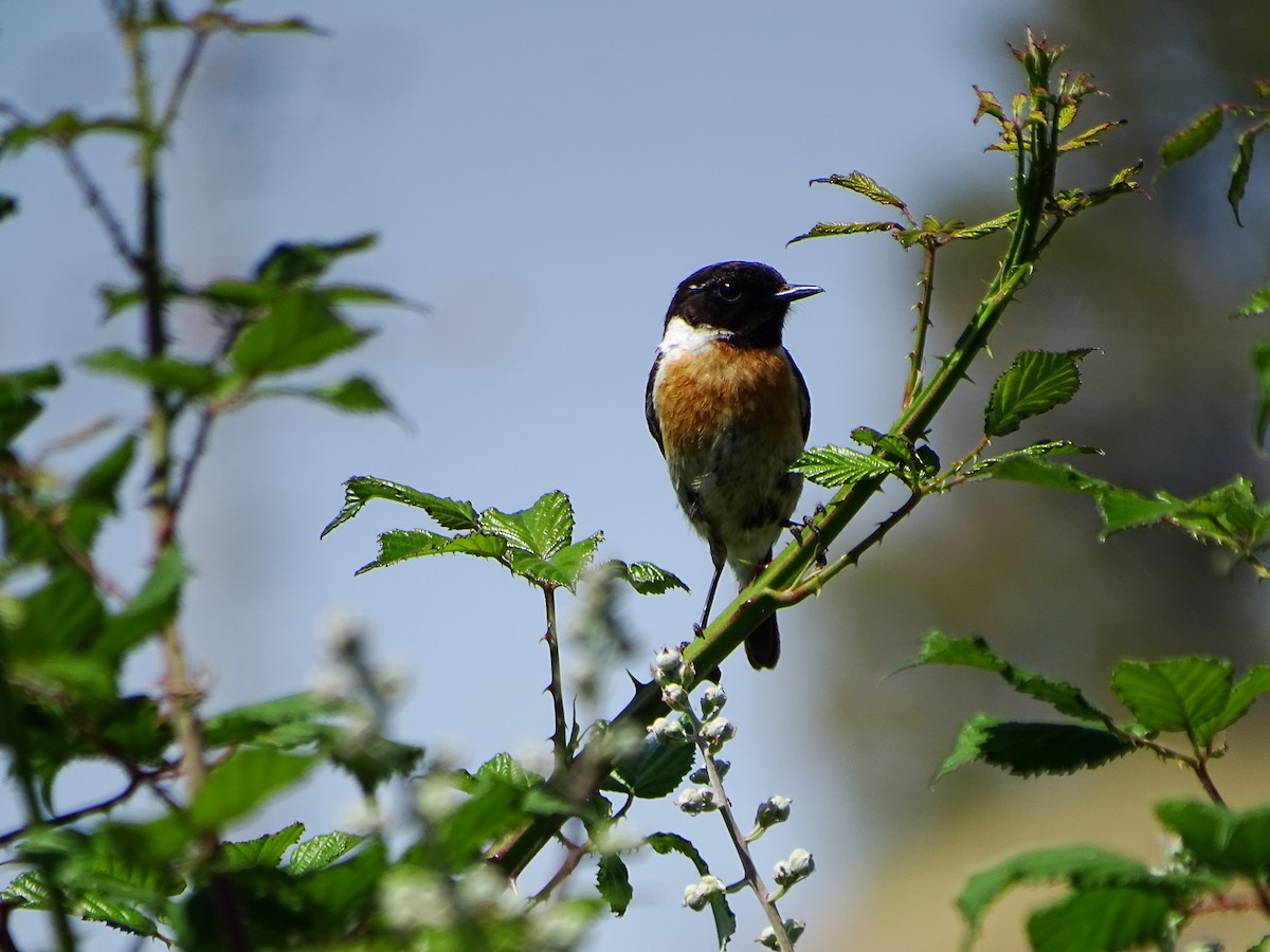 European Stonechat - ML636286328