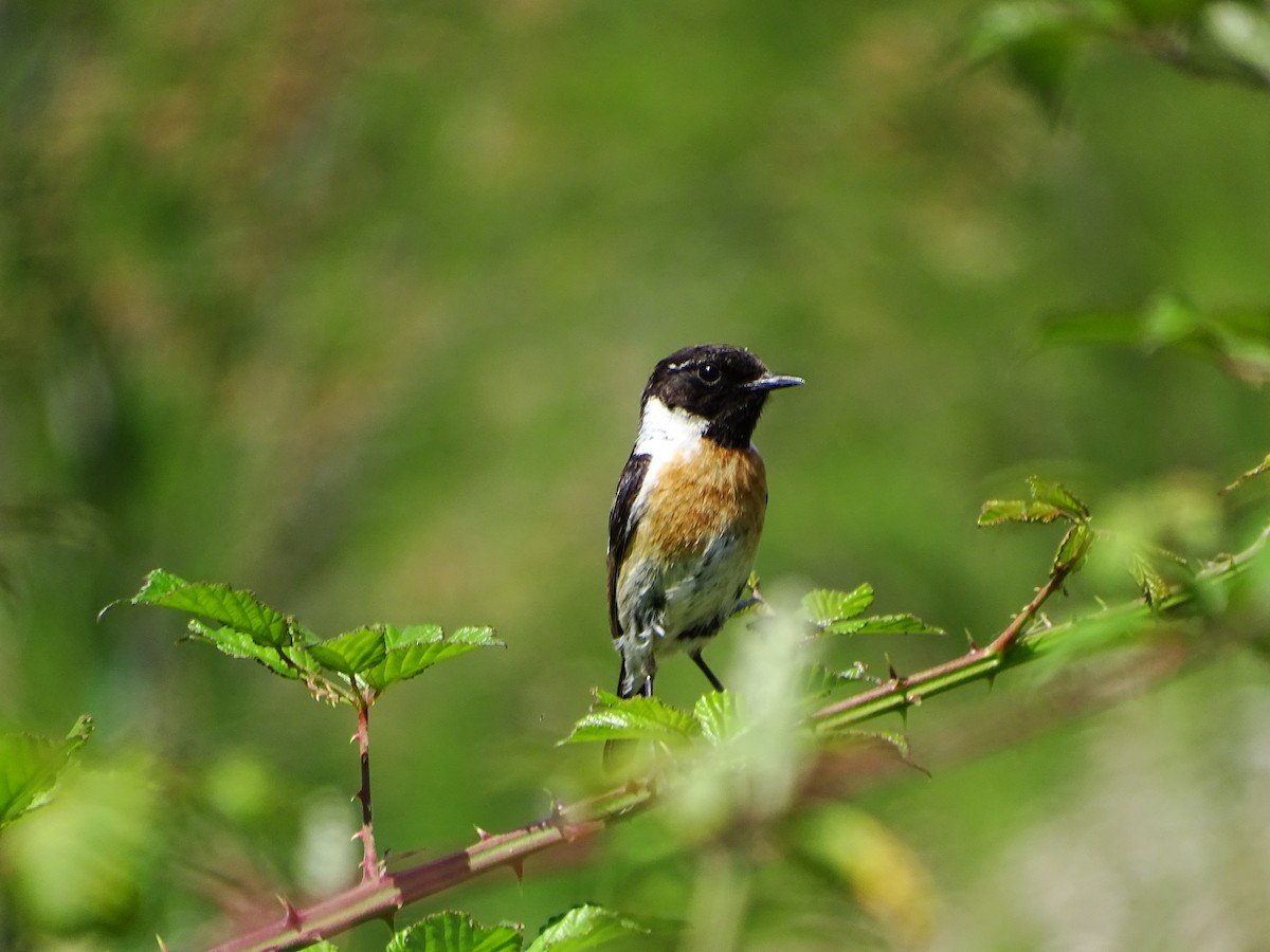 European Stonechat - ML636286329