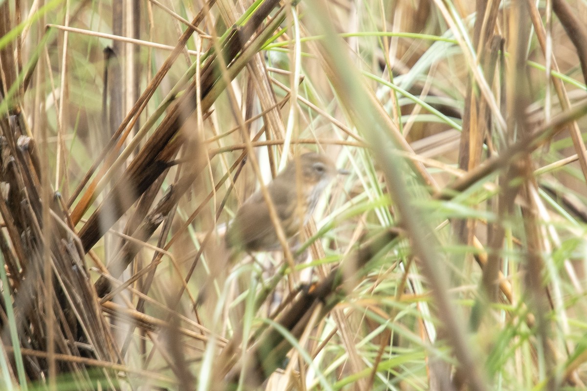 Marsh Babbler - ML636286345
