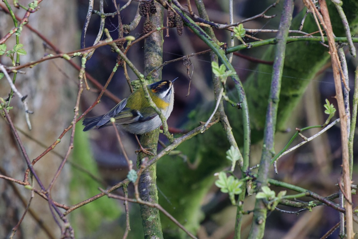 Common Firecrest - ML636286355