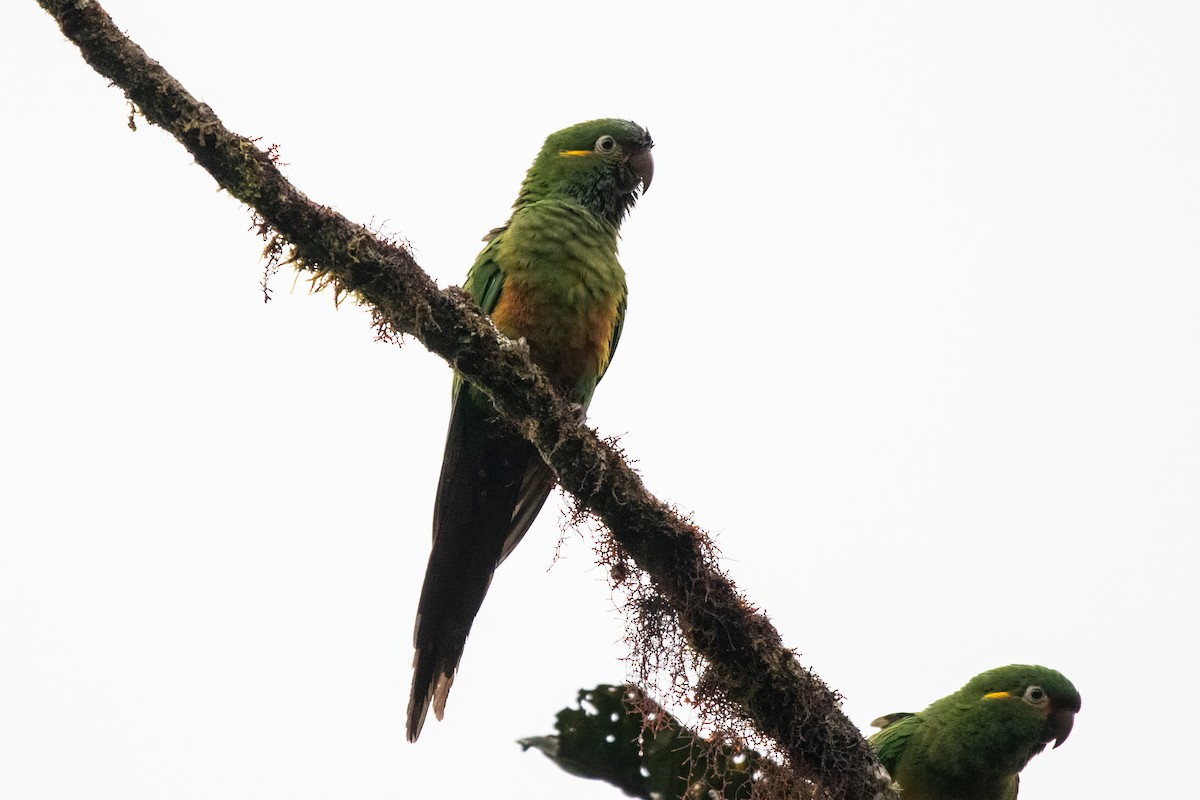 Golden-plumed Parakeet - ML636286370