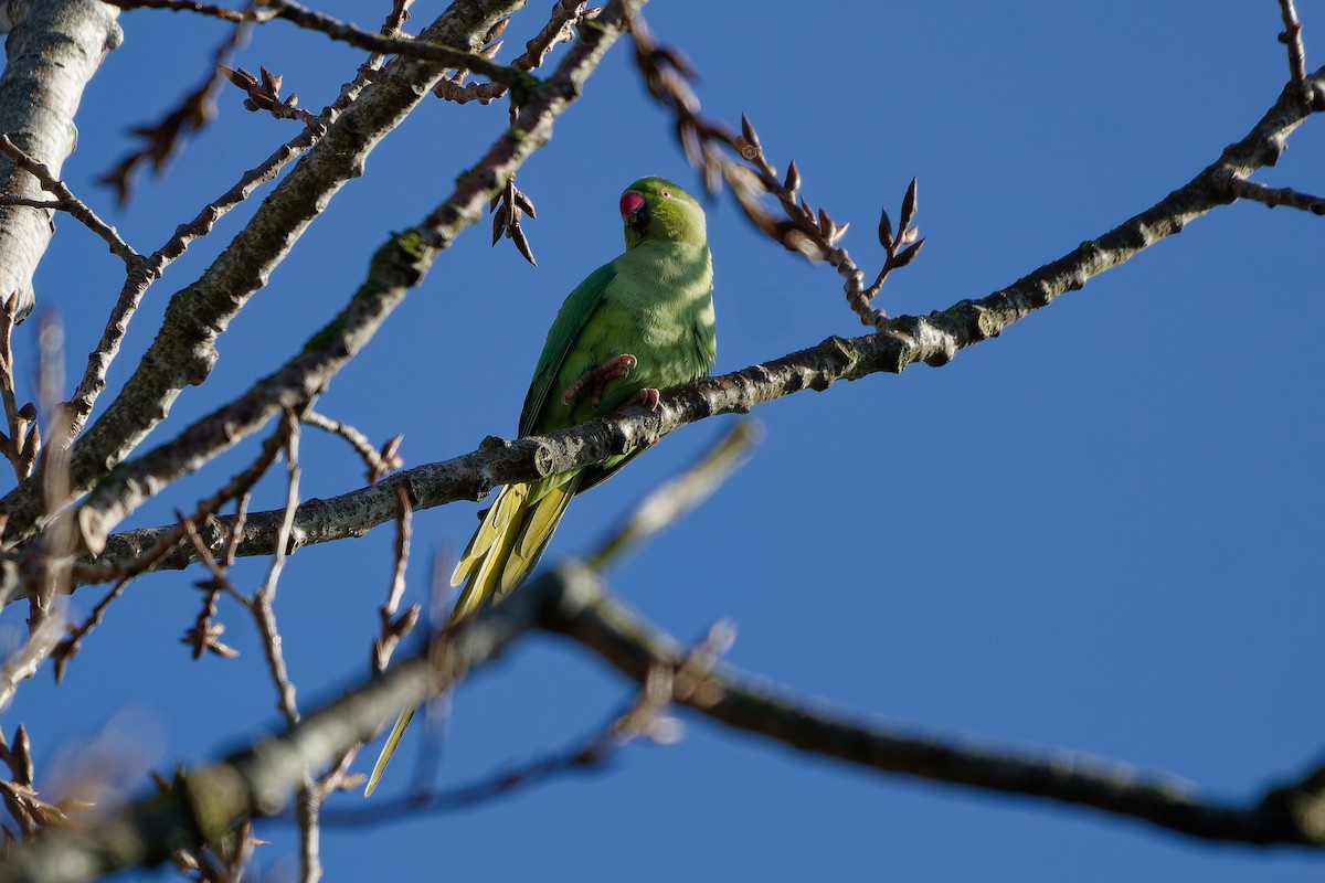 Rose-ringed Parakeet - ML636286380