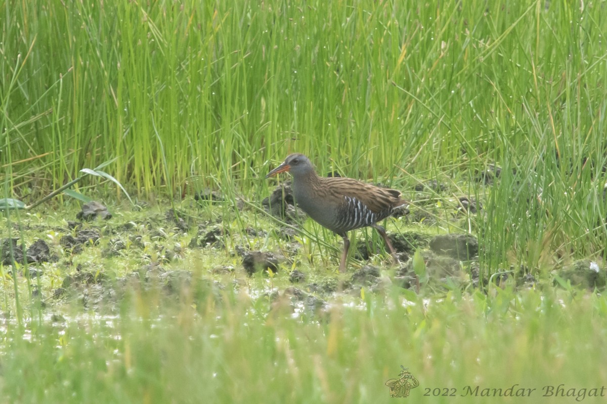 Brown-cheeked Rail - ML636286529