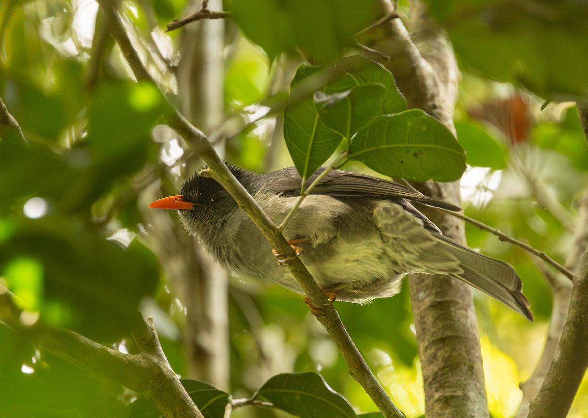 Malagasy Bulbul - ML636286530