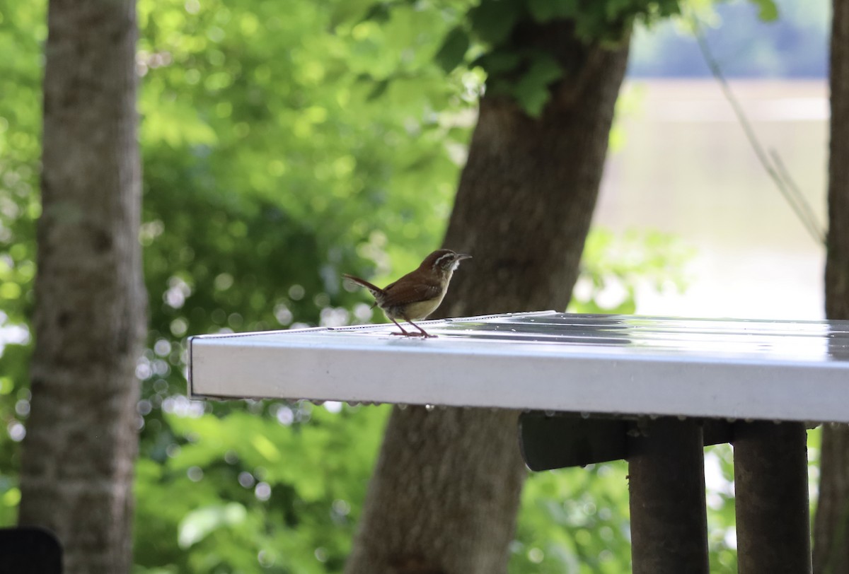 Carolina Wren - ML636286610