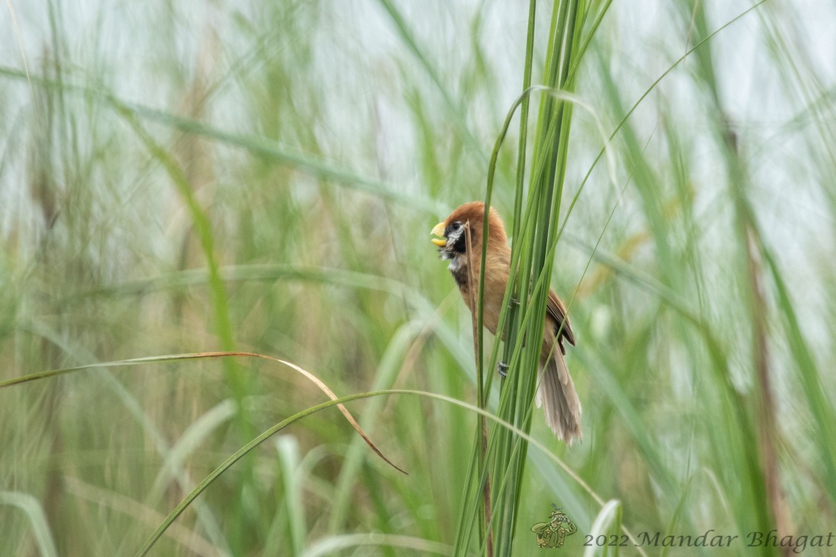Black-breasted Parrotbill - ML636286699