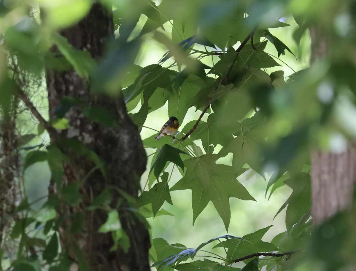 Northern Parula - ML636286778