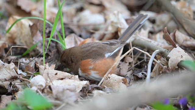 Eastern Towhee - ML636286786