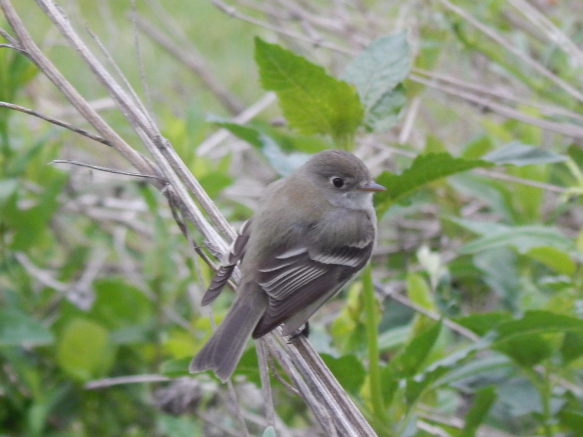 Least Flycatcher - ML636286788