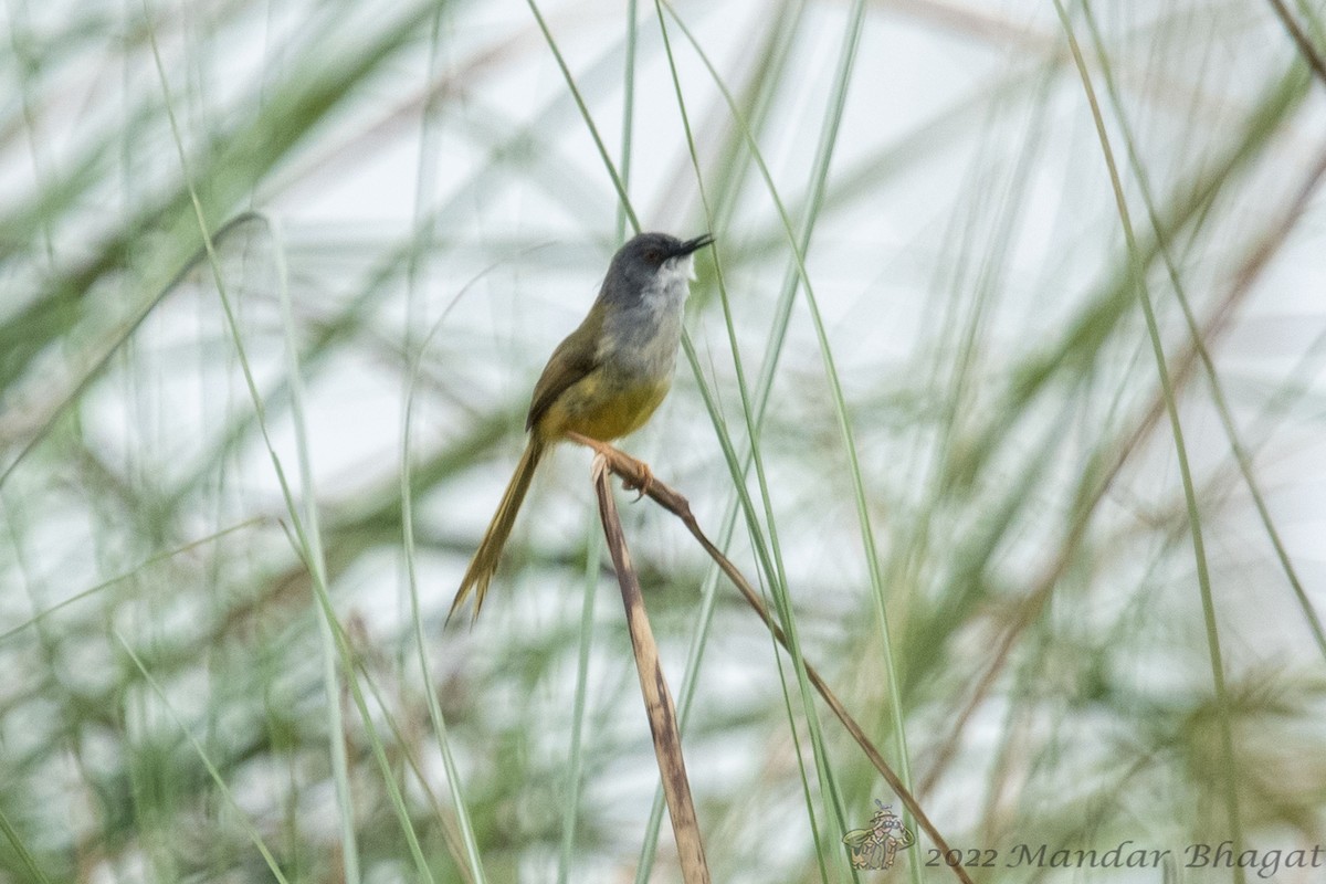 Yellow-bellied Prinia - ML636286832