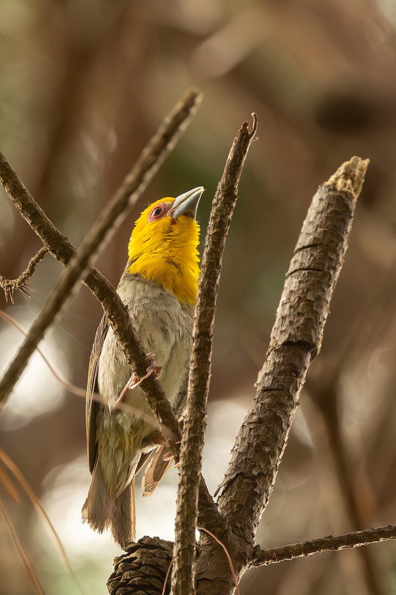 Sakalava Weaver - ML636286849