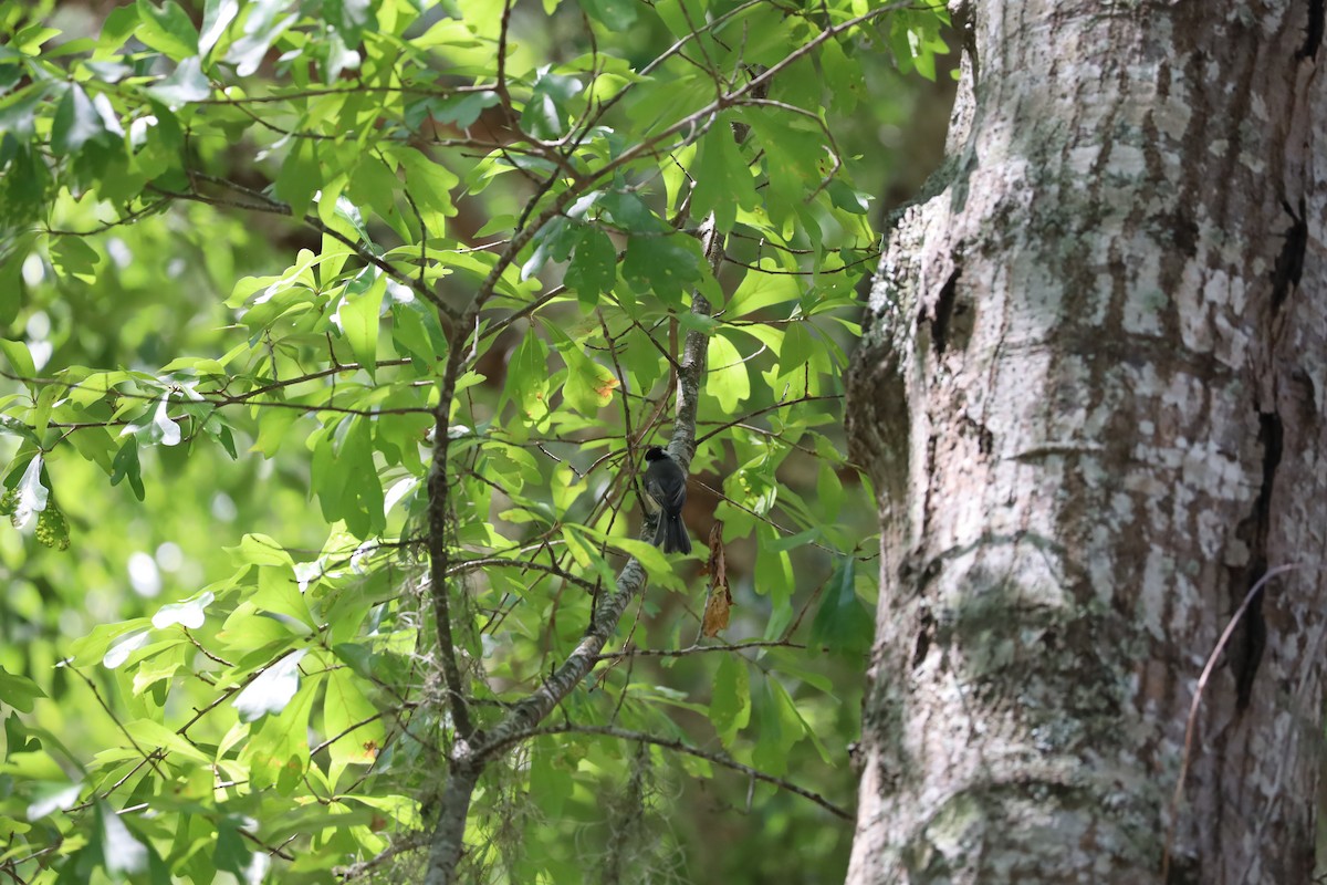 Carolina Chickadee - ML636286870