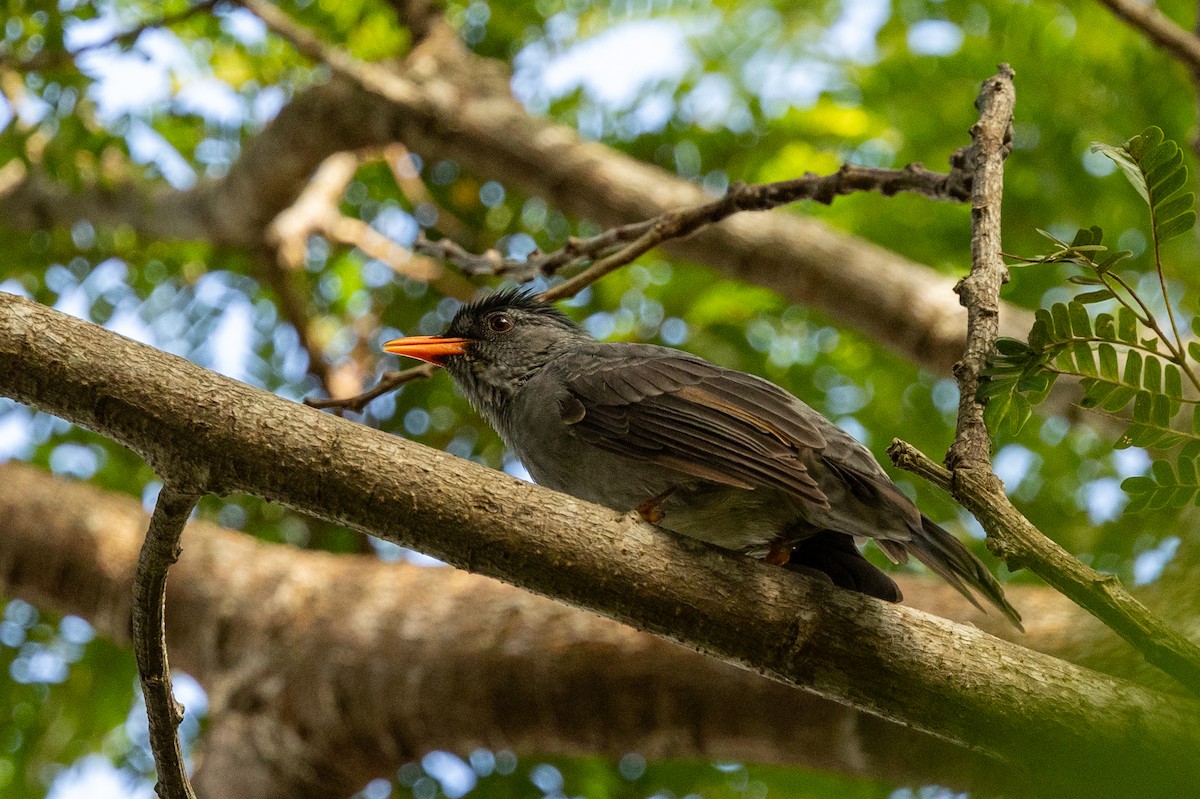 Malagasy Bulbul - ML636286908