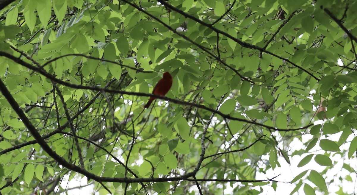 Summer Tanager - ML636286914