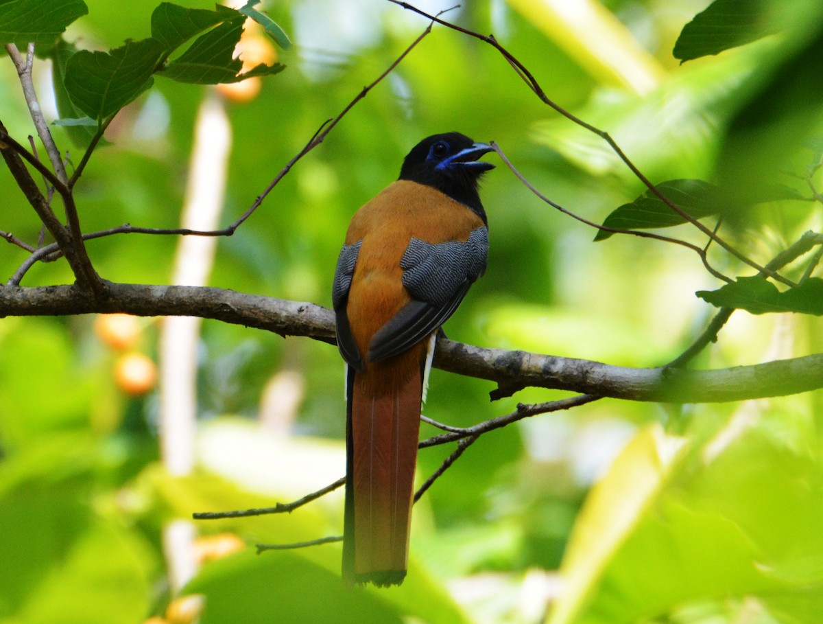 Malabar Trogon - ML636286938