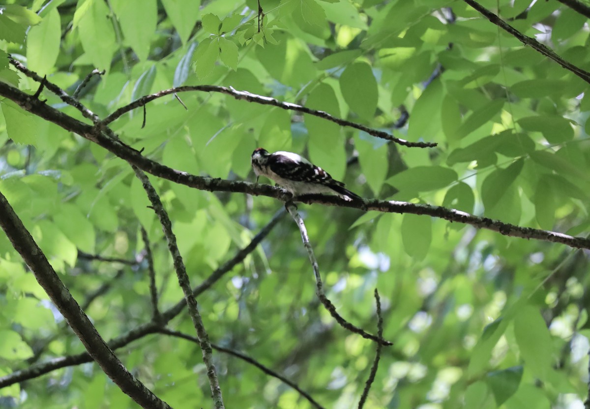 Downy Woodpecker - ML636286949