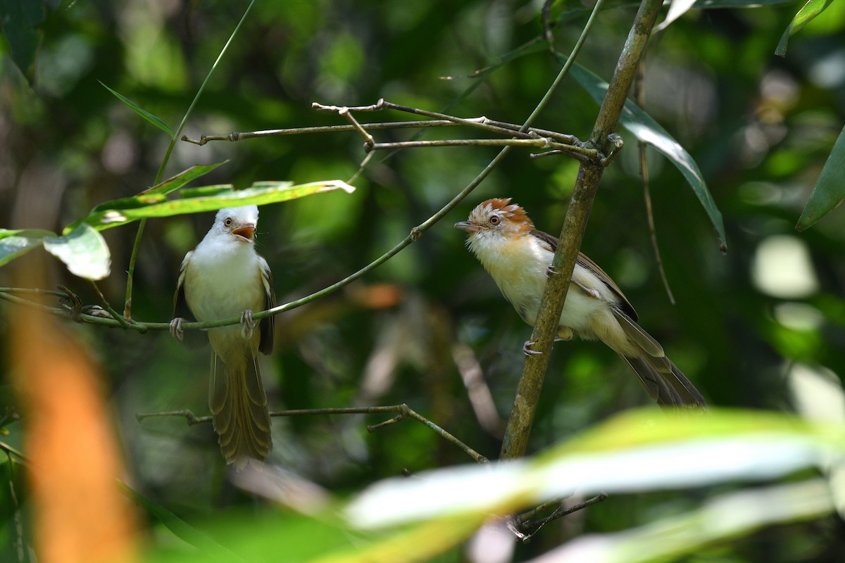 White-hooded Babbler - ML636286954