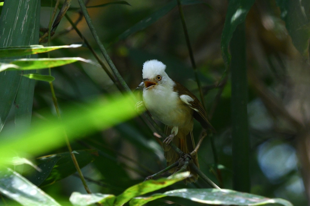 White-hooded Babbler - ML636286955