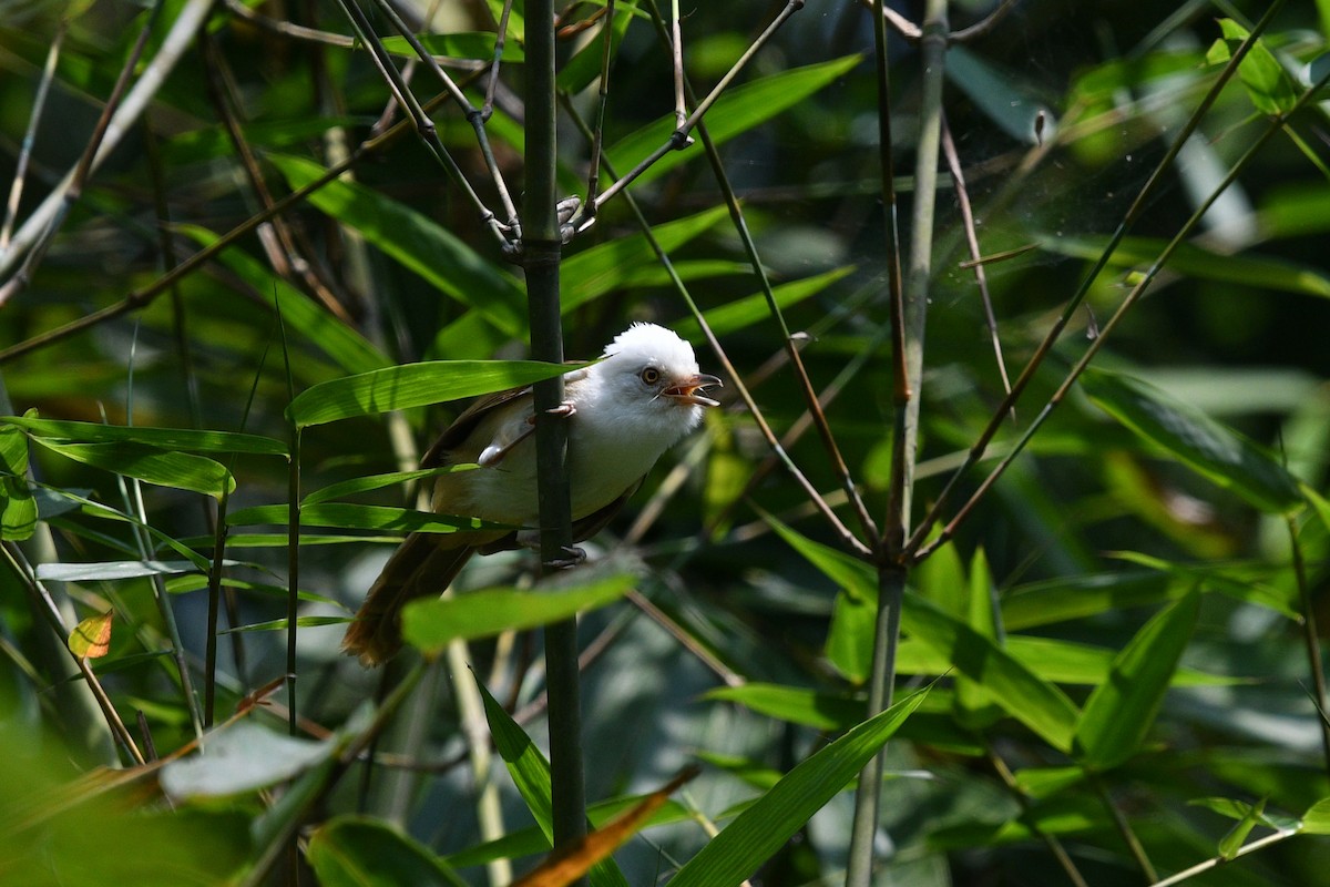 White-hooded Babbler - ML636286957