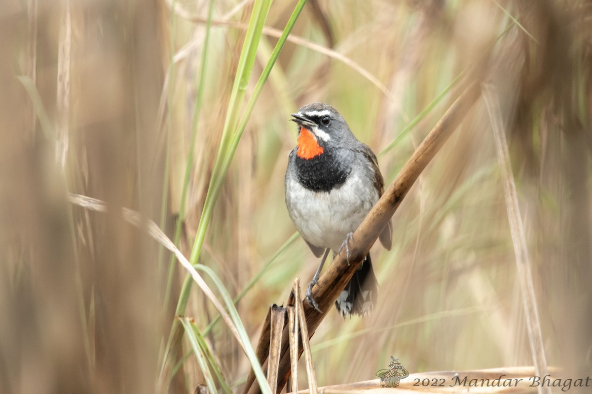 Chinese Rubythroat - ML636286964