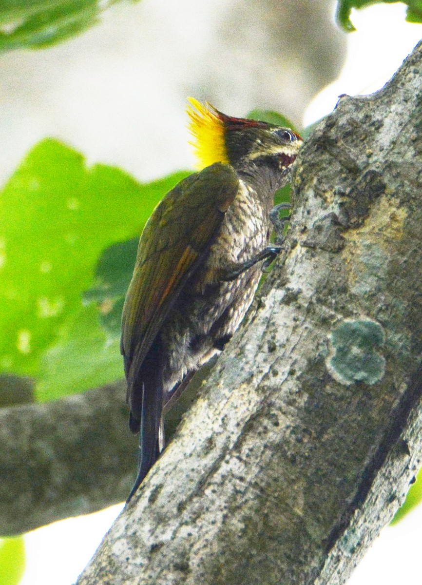 Lesser Yellownape - ML636286966