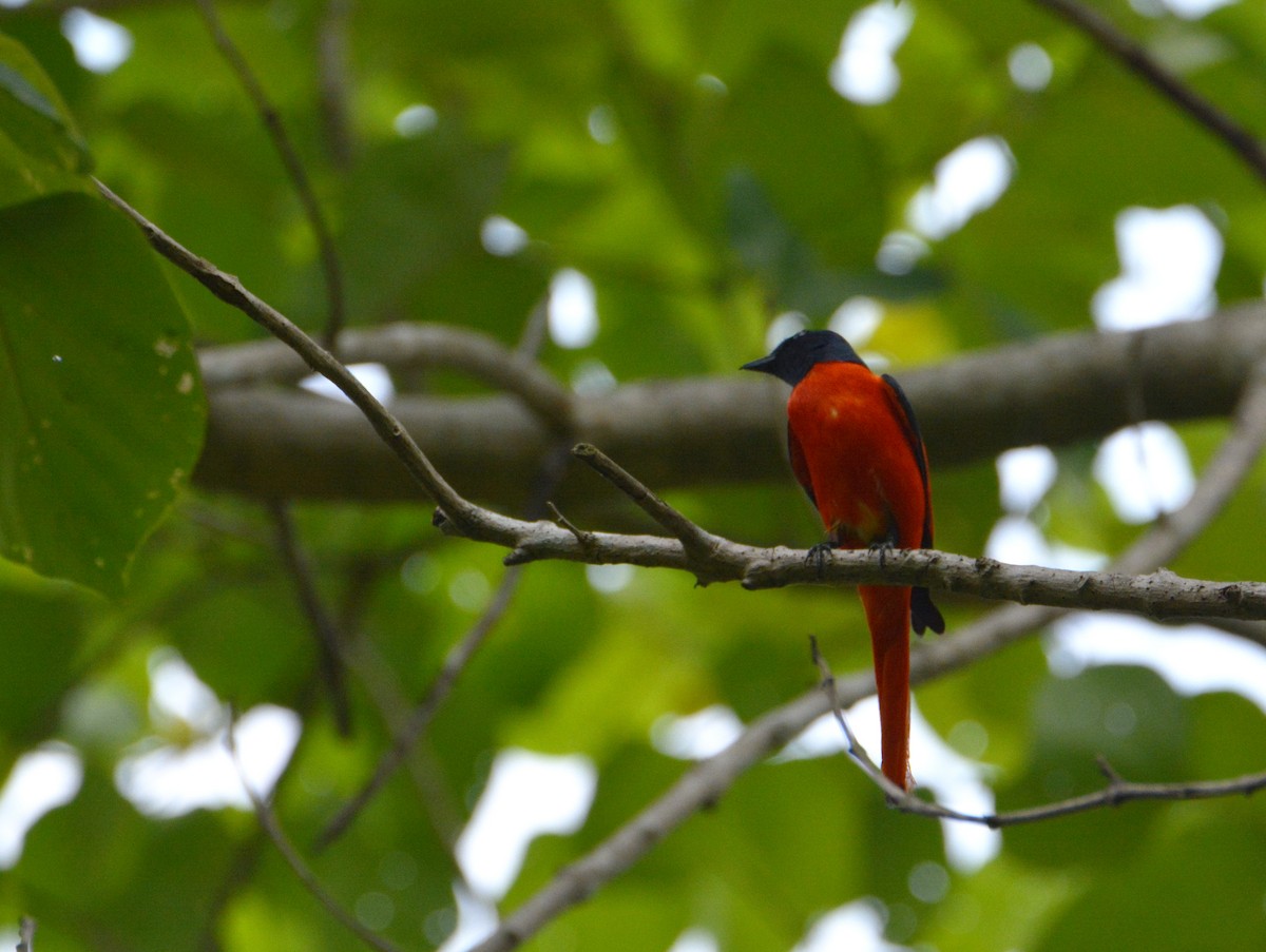 Scarlet Minivet - ML636286977