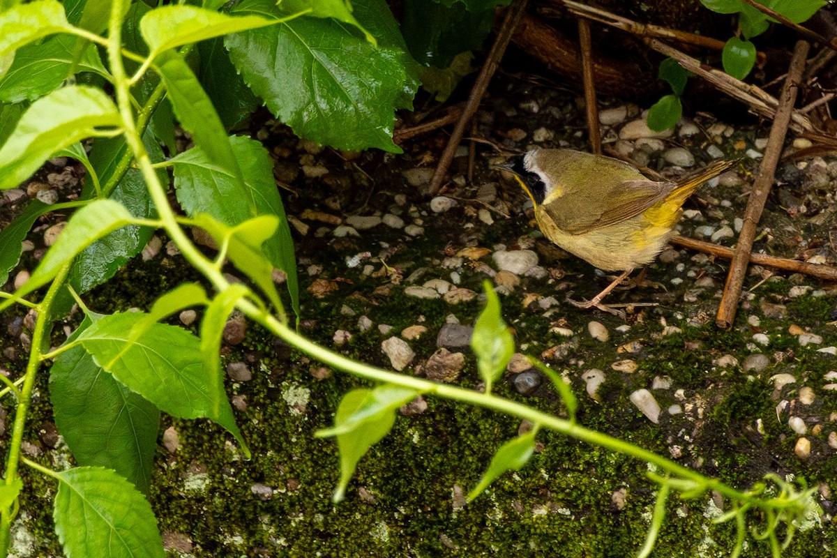 Common Yellowthroat - ML636287062