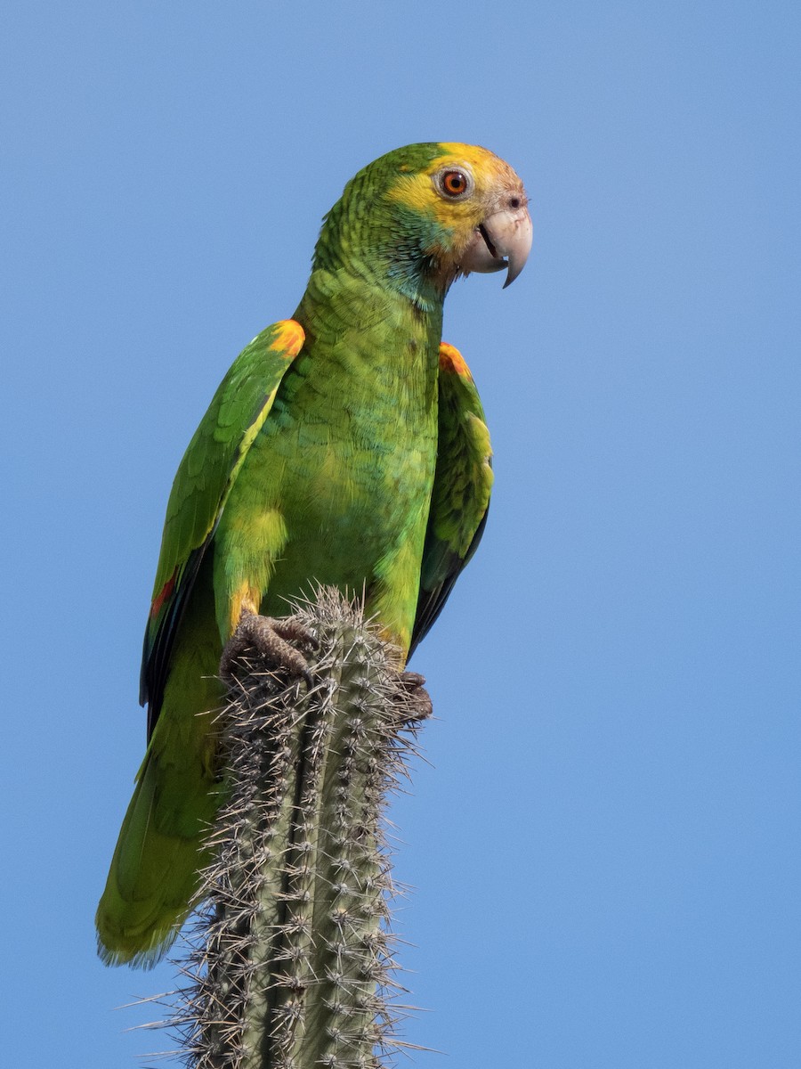 Yellow-shouldered Amazon - ML636287150