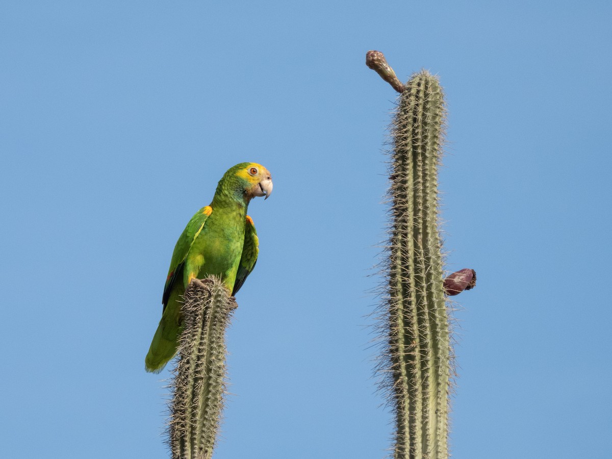 Yellow-shouldered Amazon - ML636287151