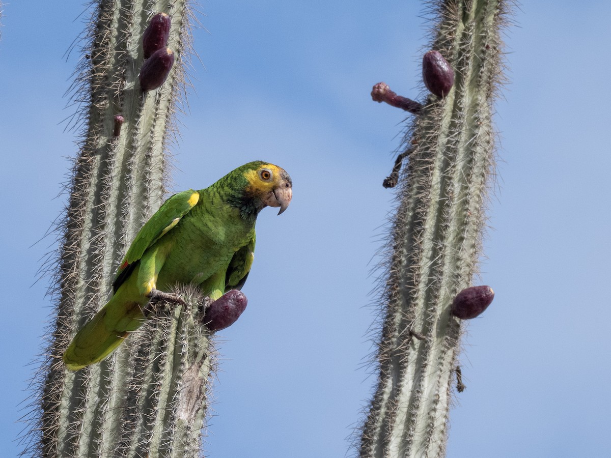 Yellow-shouldered Amazon - ML636287152