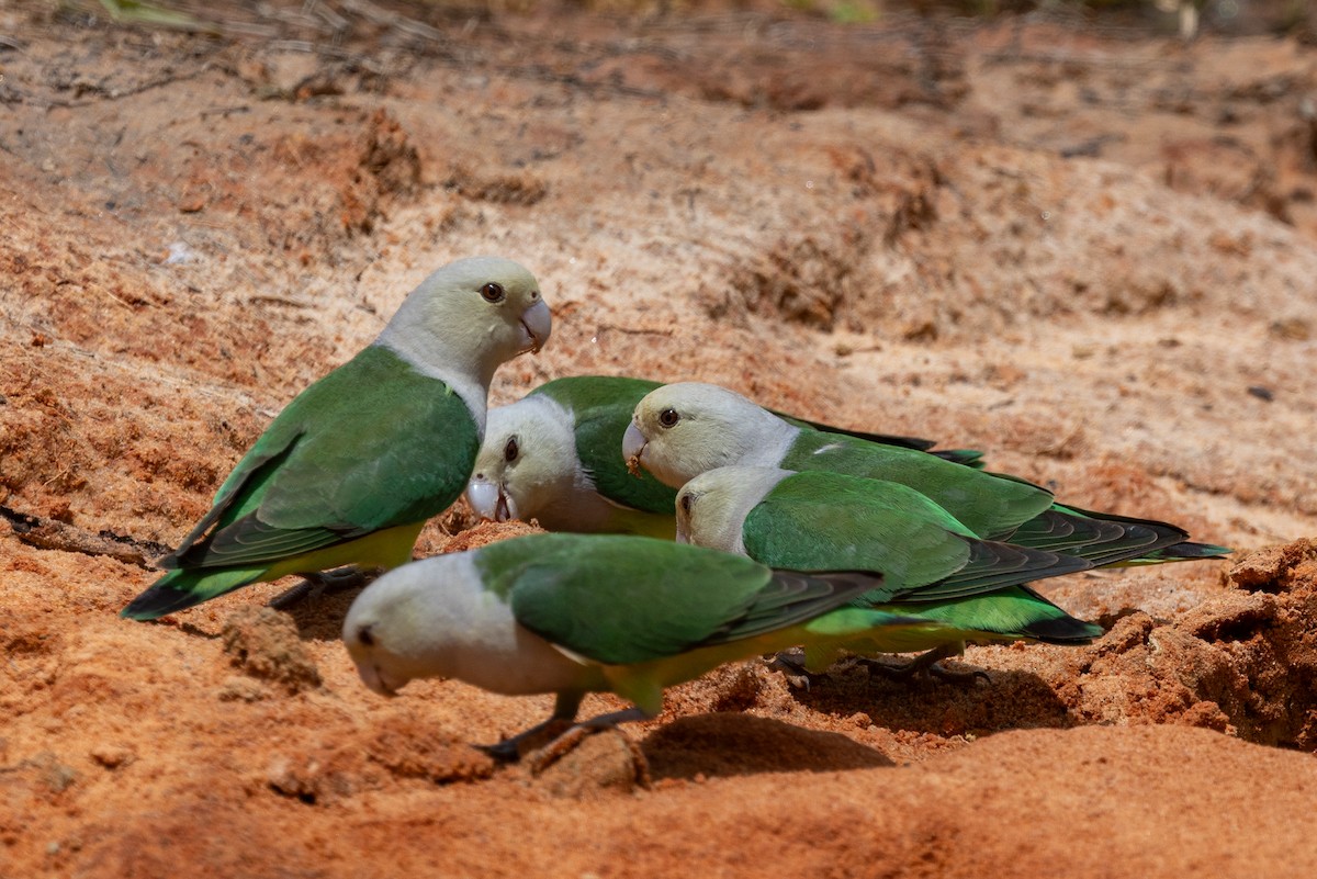 Gray-headed Lovebird - ML636287195