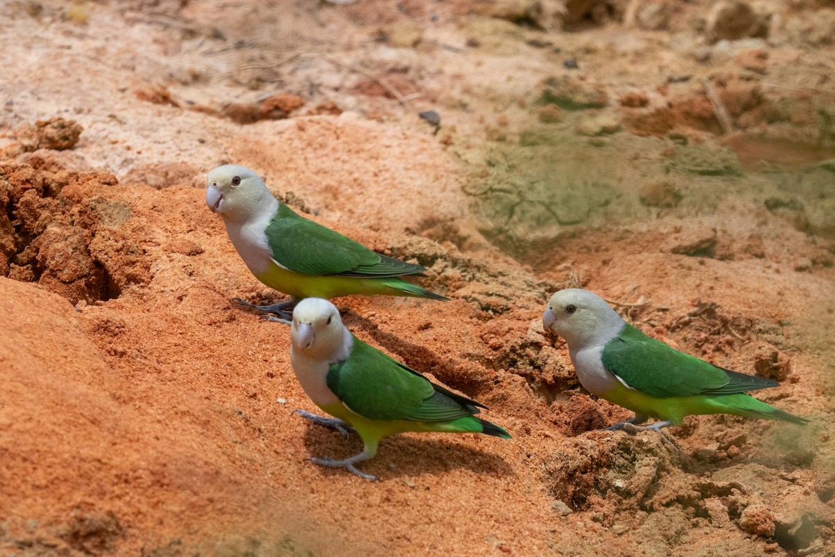 Gray-headed Lovebird - ML636287196