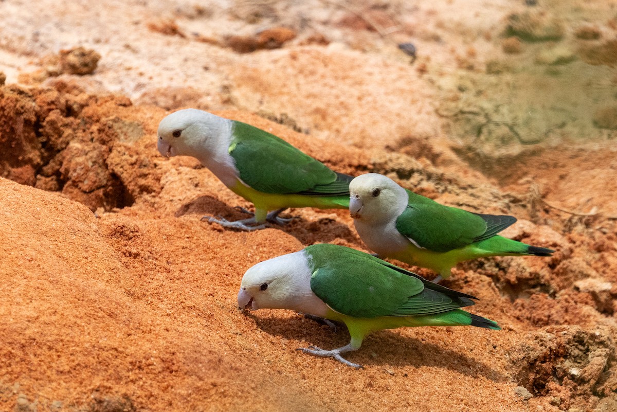 Gray-headed Lovebird - ML636287197