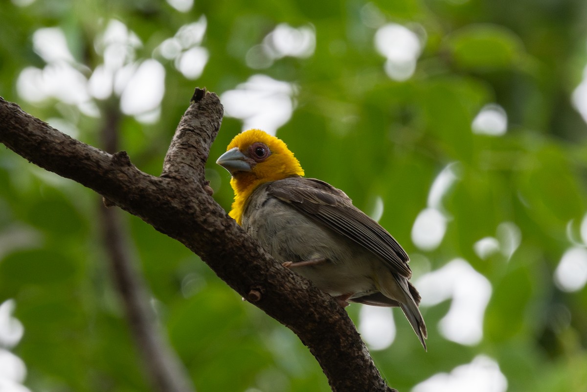 Sakalava Weaver - ML636287229